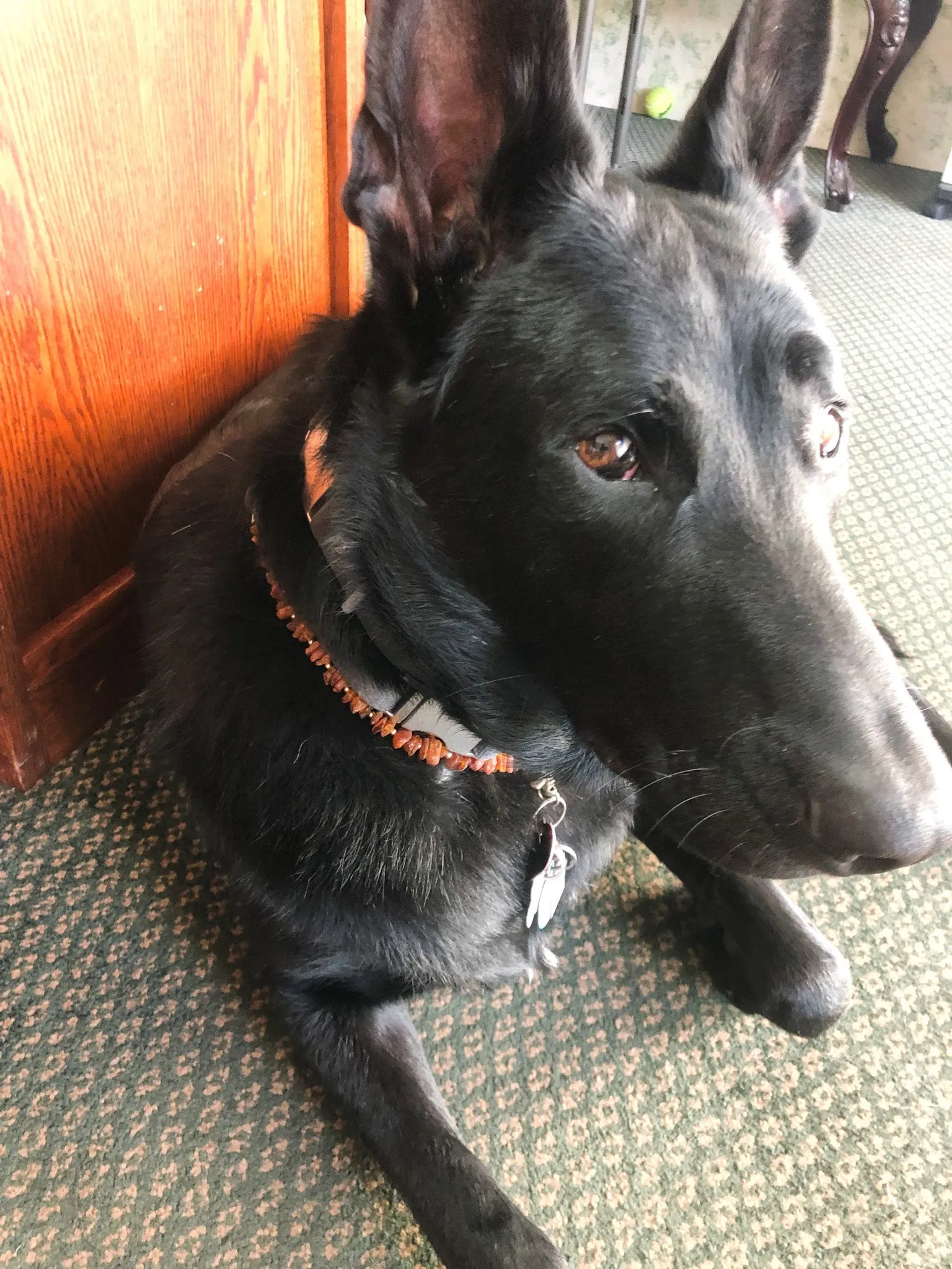 Authentic Baltic Amber Pet Necklace-