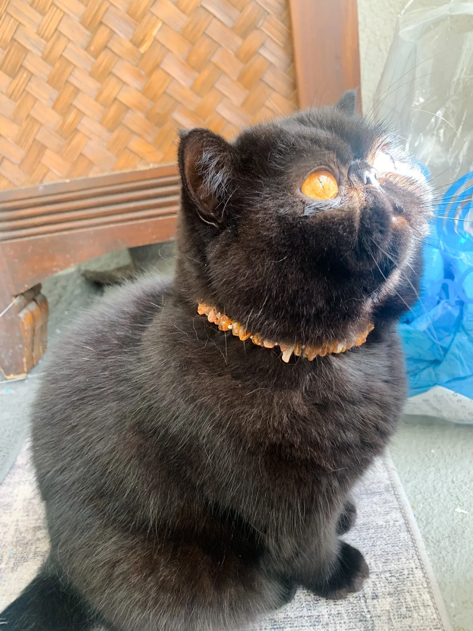 Authentic Baltic Amber Pet Necklace-