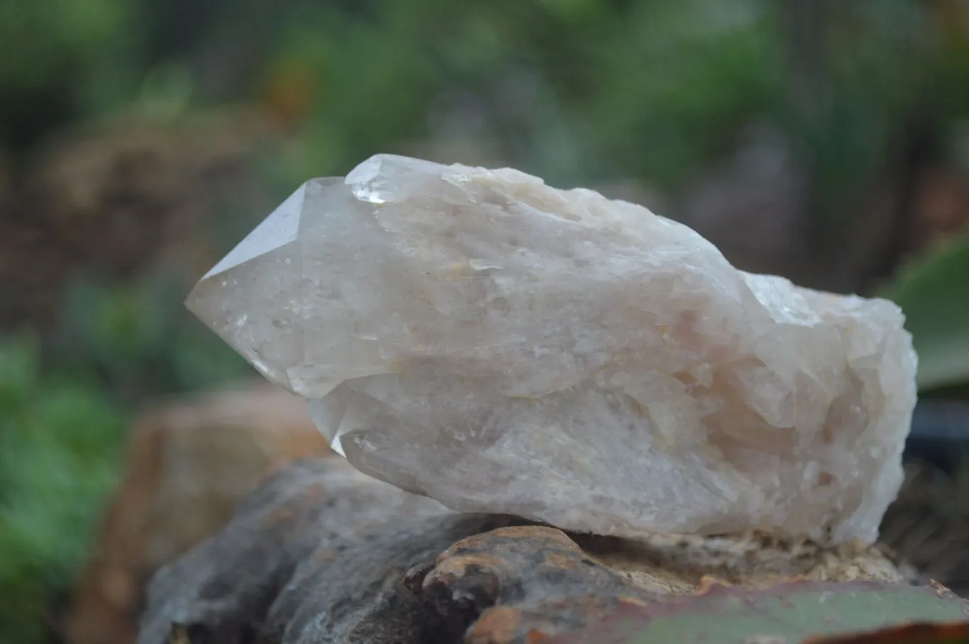 Natural Cascading White Phantom Smokey Quartz Crystal Specimens x 6 From Luena, Congo