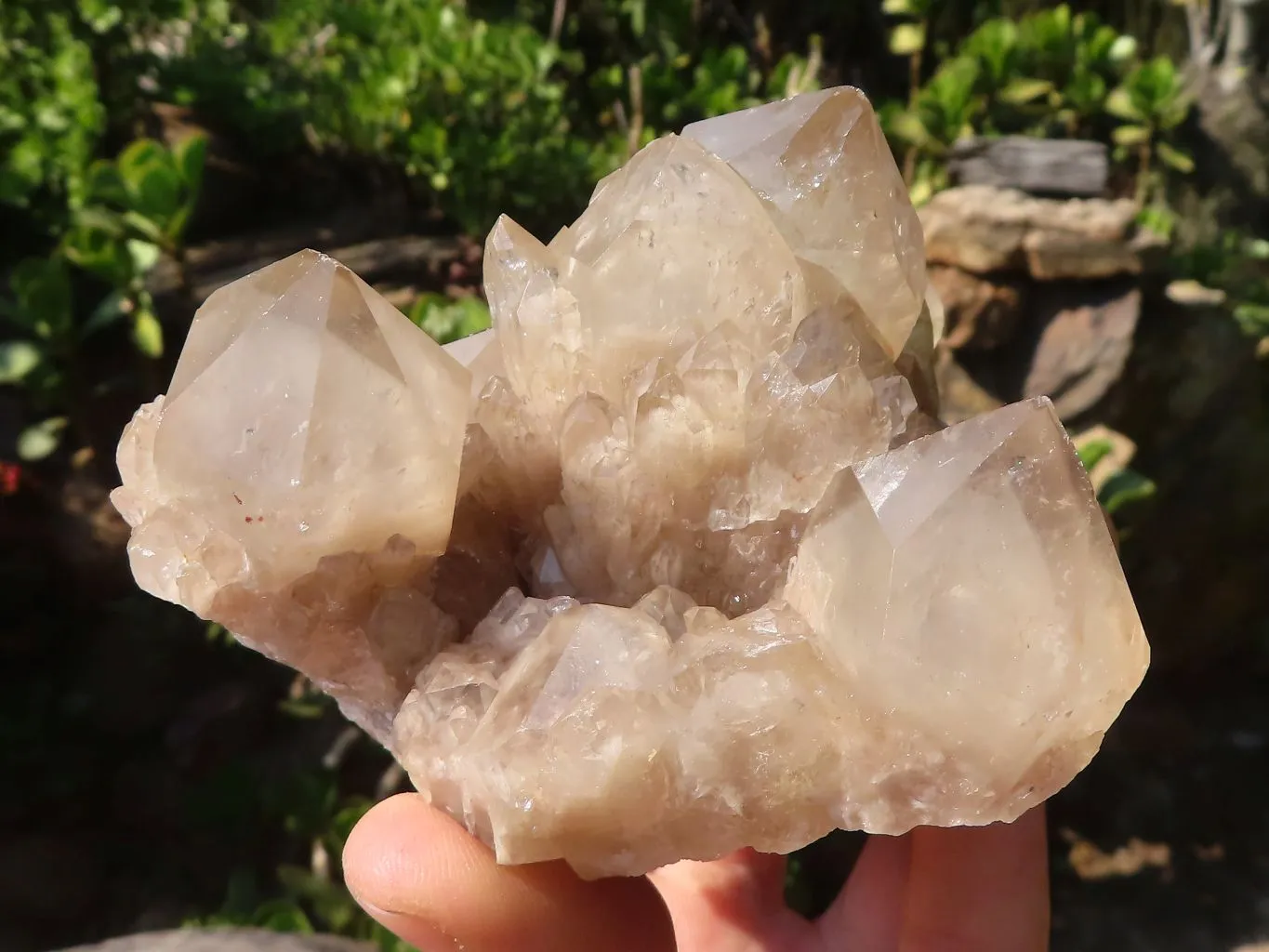 Natural Smokey White Phantom Quartz Clusters x 6 From Luena, Congo